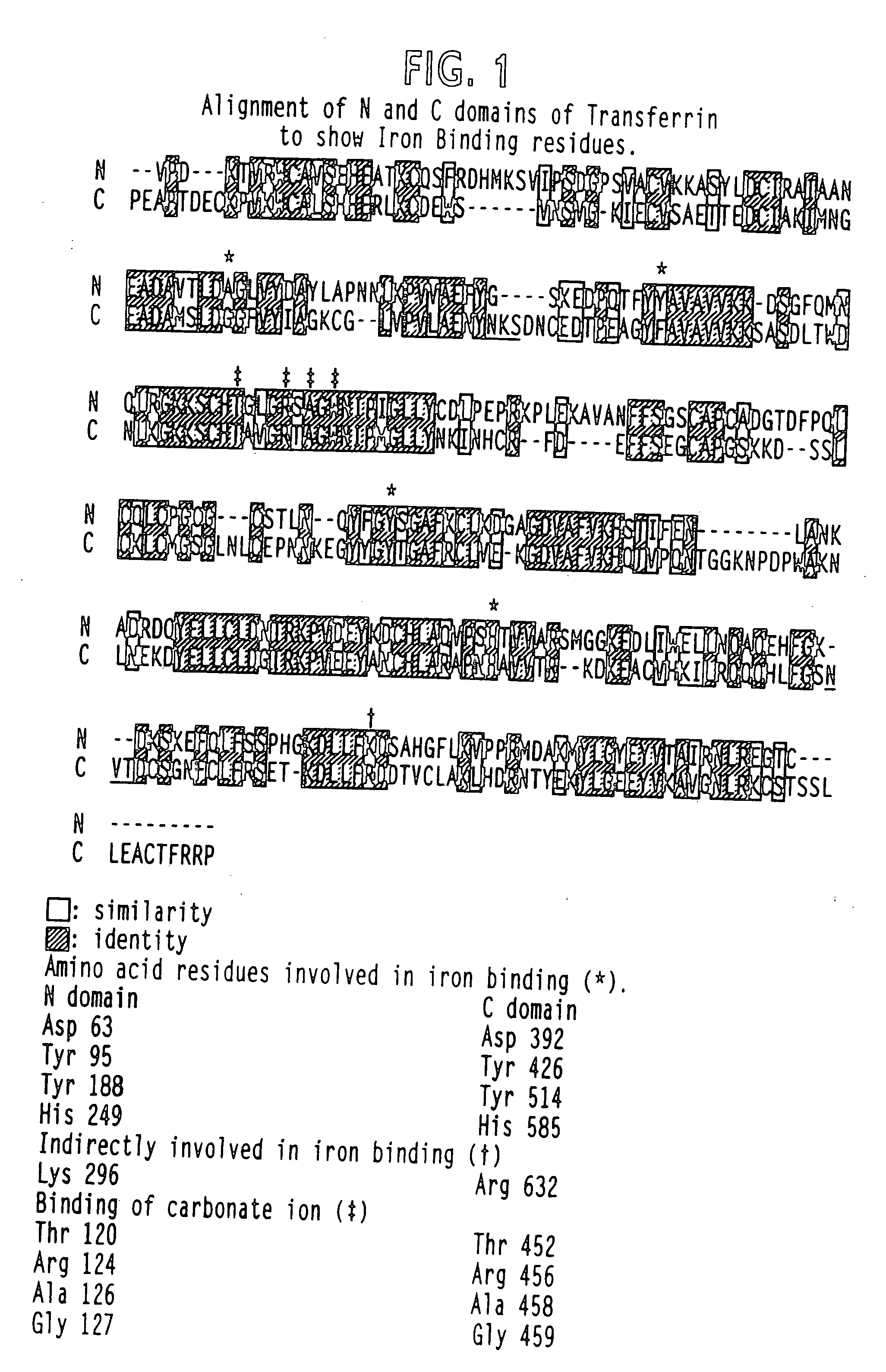 Modified transferrin fusion proteins