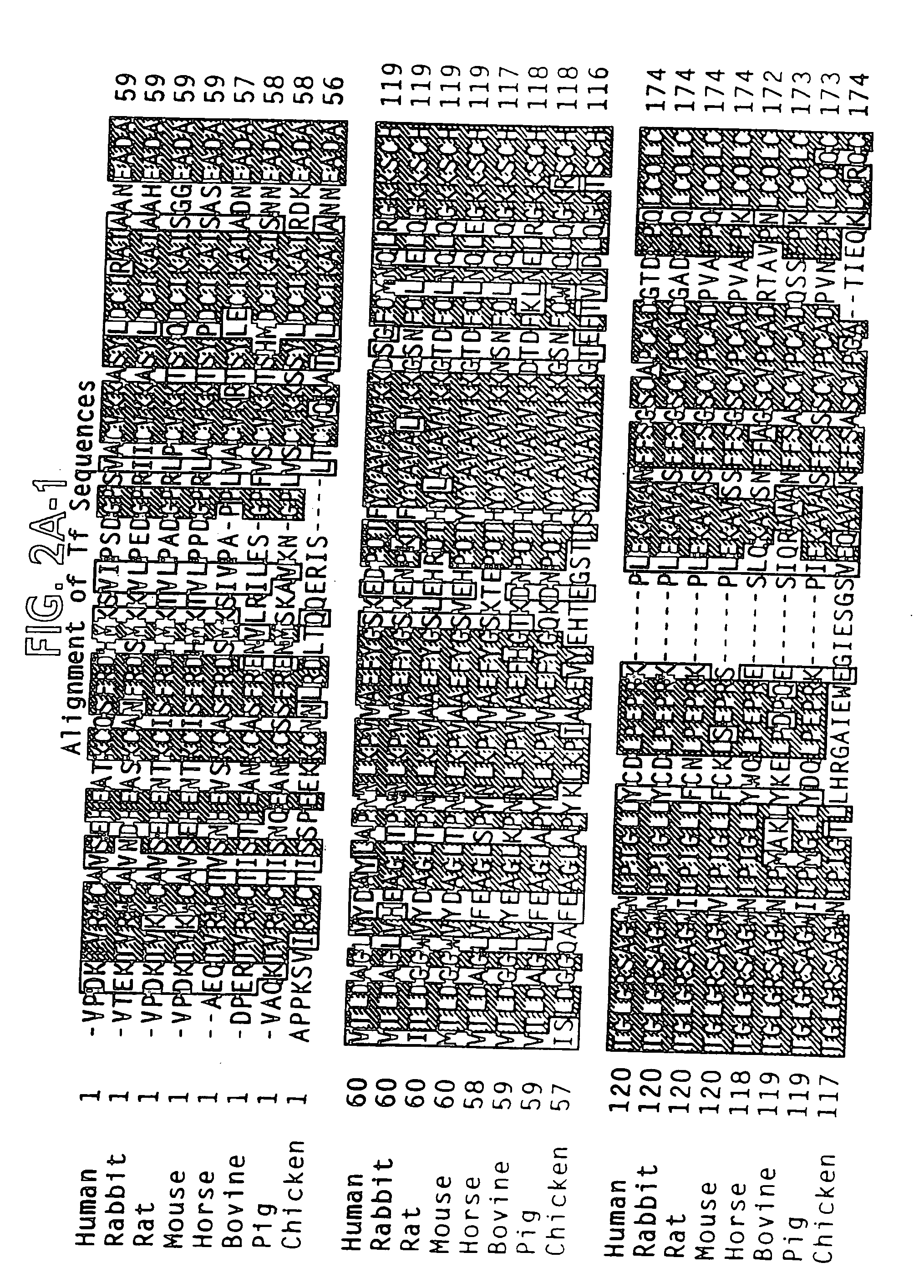 Modified transferrin fusion proteins