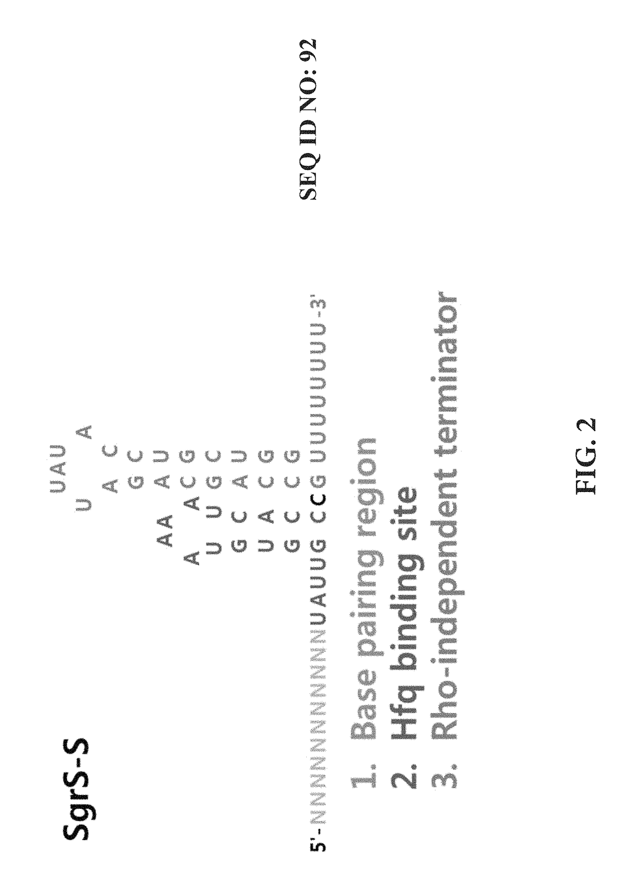 Method for fine-tuning gene expression levels using synthetic regulatory SRNA