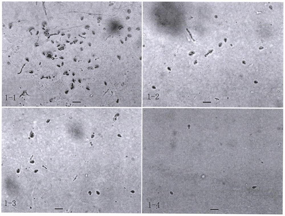 Transplanting method of conidia of magnaporthe oryzae