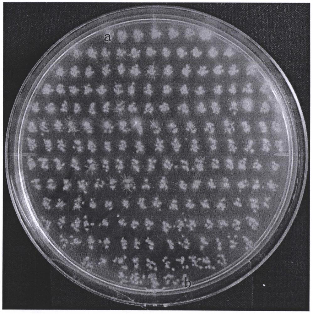 Transplanting method of conidia of magnaporthe oryzae