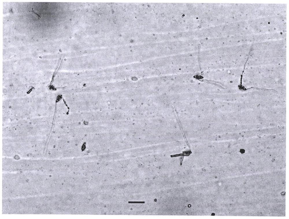 Transplanting method of conidia of magnaporthe oryzae