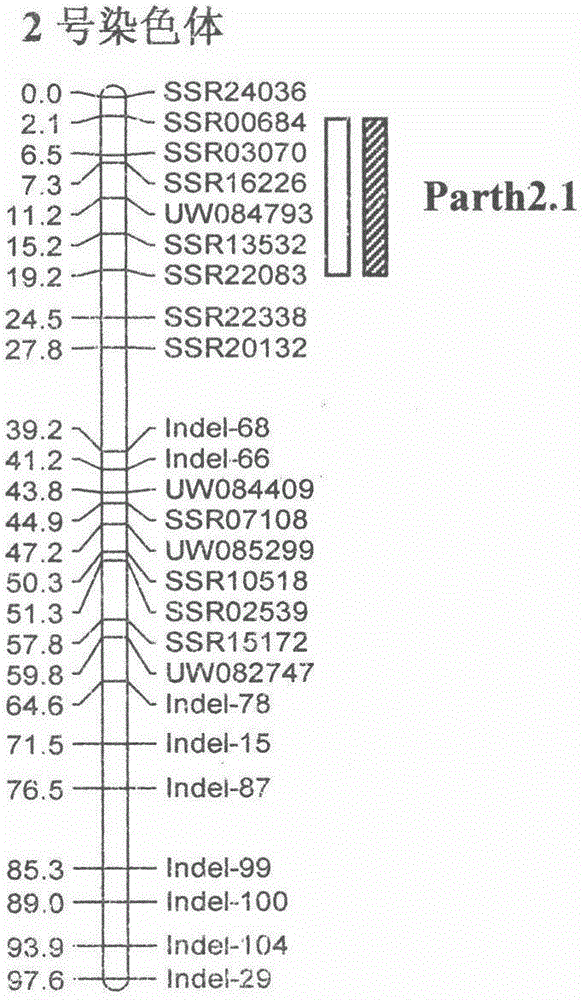 Molecular marker Indel-T-47 for close linkage with cucumber parthenocarpic main-effect QTL (quantitative trait loci)