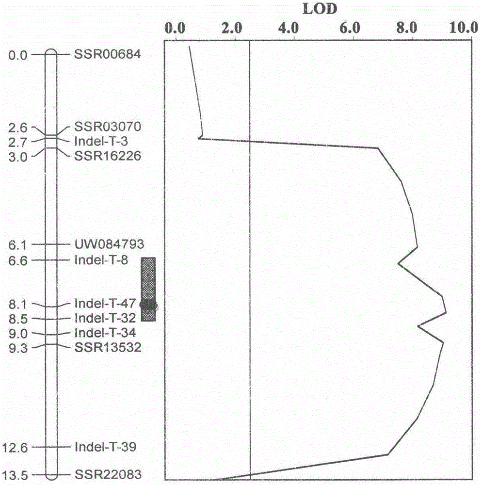 Molecular marker Indel-T-47 for close linkage with cucumber parthenocarpic main-effect QTL (quantitative trait loci)