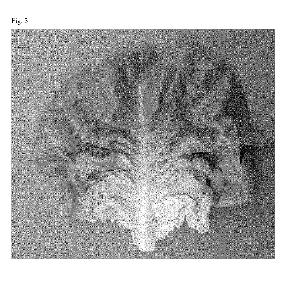 Lettuce variety 42-185 rz