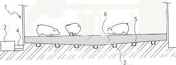 A kind of culture method of original ecology special strain of live pig