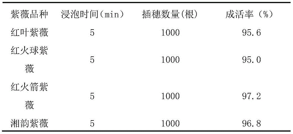 Transplanting-free green cutting breeding chemical of crape myrtle and method