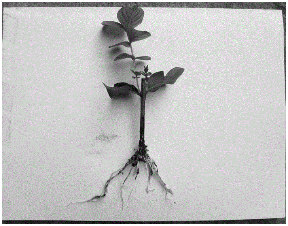 Transplanting-free green cutting breeding chemical of crape myrtle and method