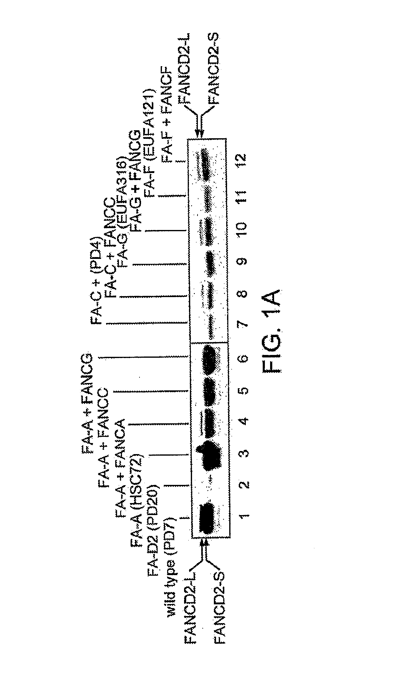 Methods and Compositions for the Diagnosis of Cancer Susceptibilities and Defective DNA Repair Mechanisms and Treatment Thereof