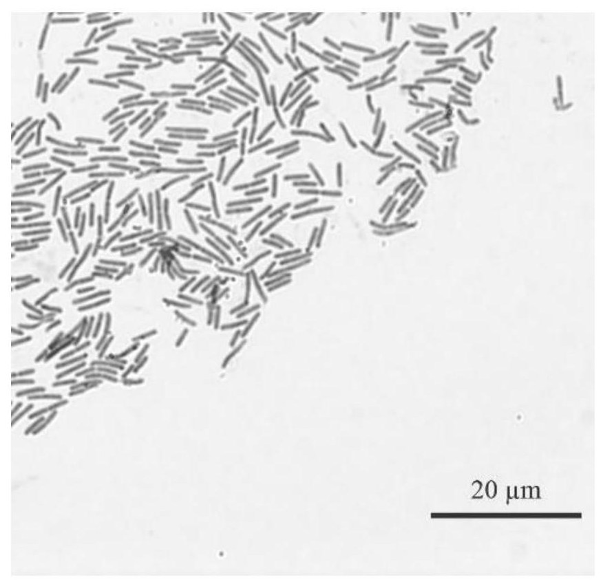 Paenibacillus polymyxa DX32 and application thereof in inhibiting pathogenic fungi of pestalotiopsis plants