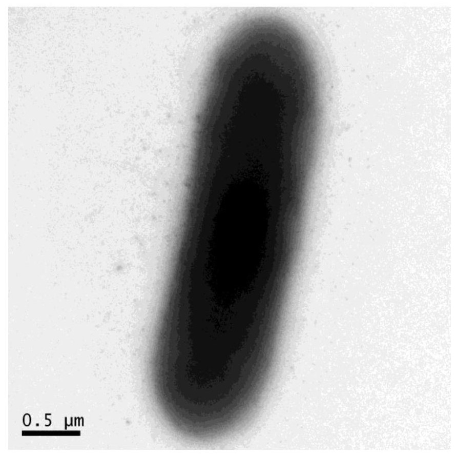 Paenibacillus polymyxa DX32 and application thereof in inhibiting pathogenic fungi of pestalotiopsis plants