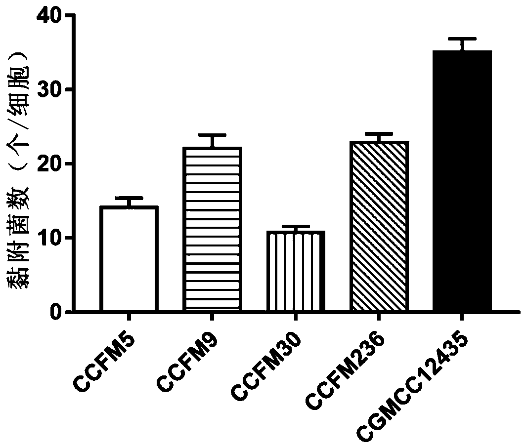 A Lactobacillus casei with regulation of antibiotic-induced flora structure disorder