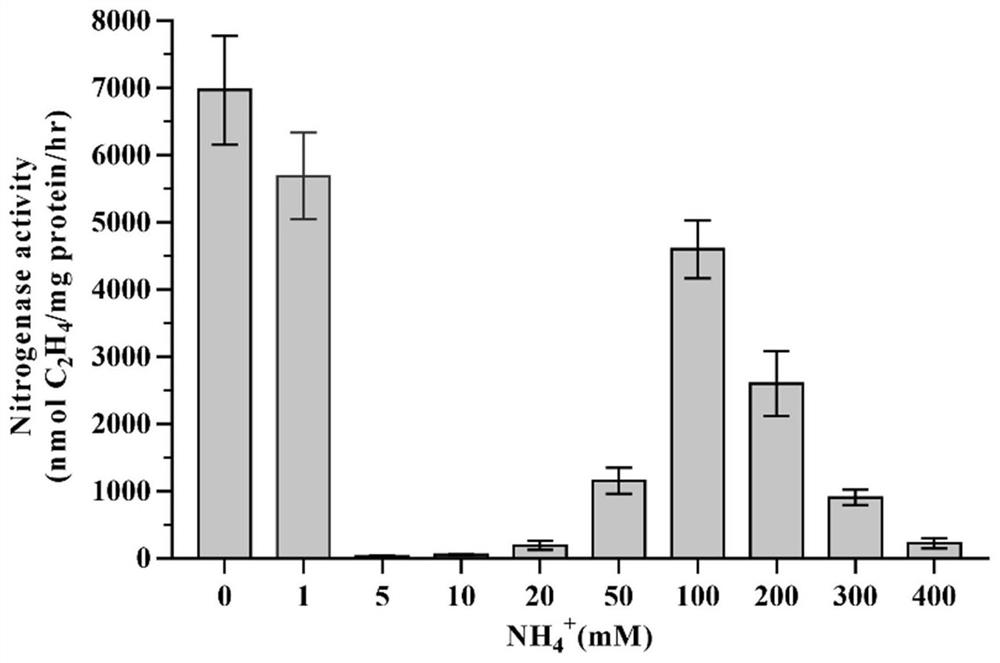 A Natural Ammonium-resistant Paenibacillus Nitrogenfixing Strain 23 and Its Application