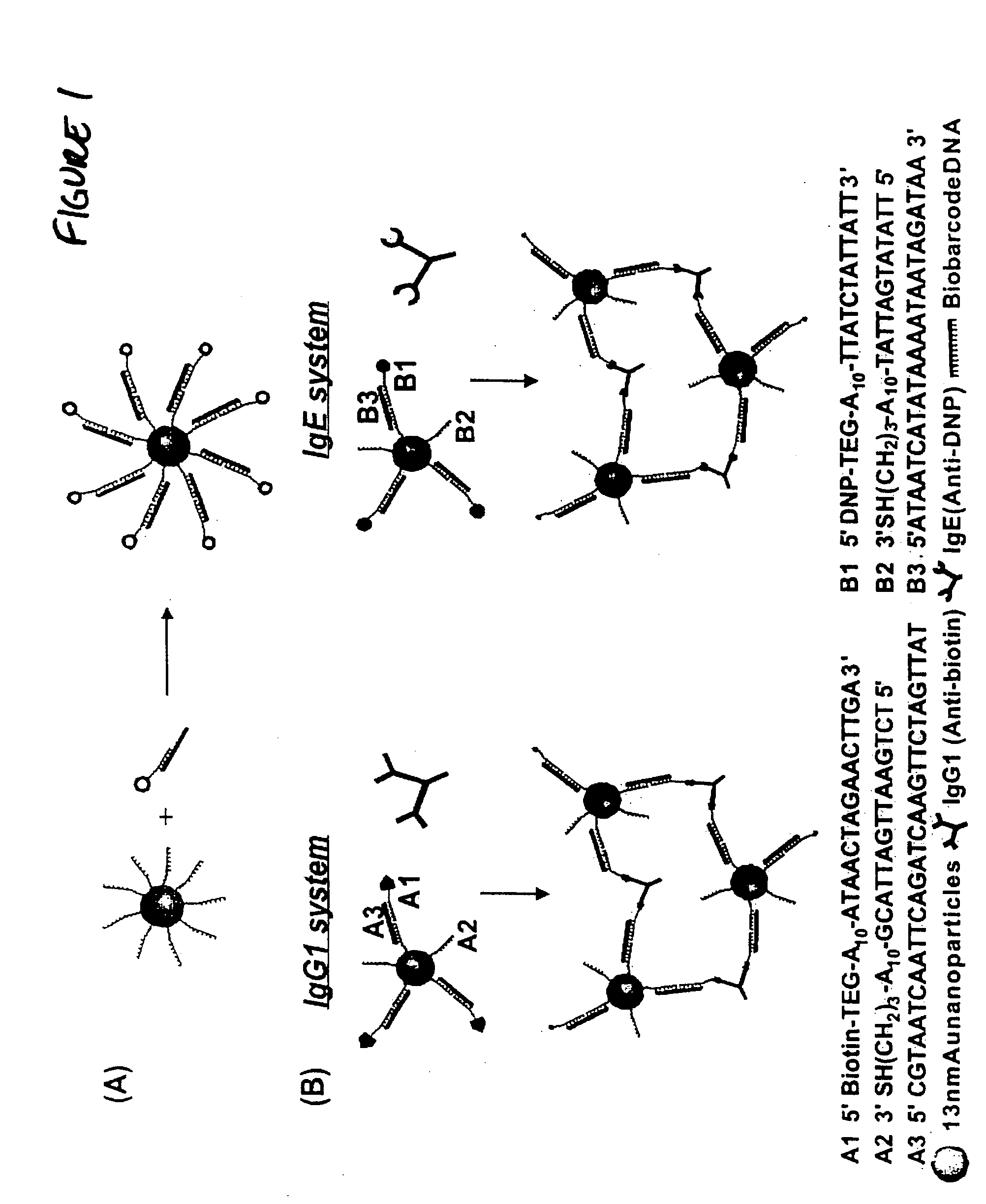 Bio-barcode based detection of target analytes