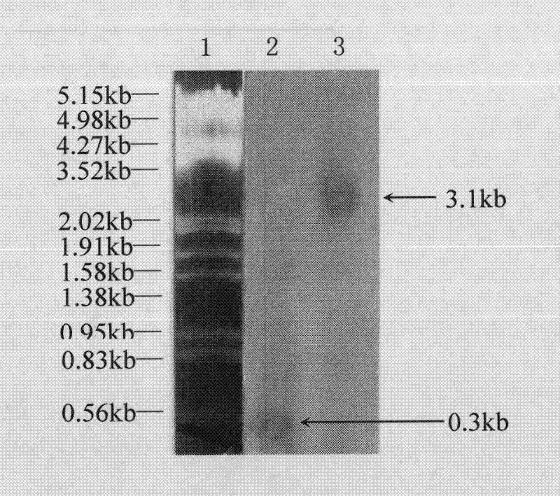 Method for recombining Saccharopolyspora erythraea strain containing exogenetic vitreoscilla hemoglobin gene (vgb)