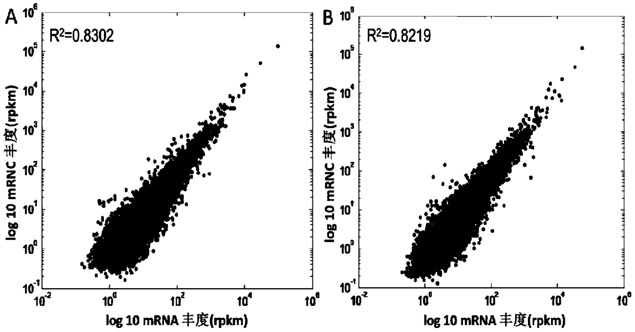 Method and application of complete acquisition of ribosome nascent peptide chain complex in plant tissue