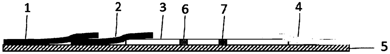 Time resolution fluorescent quantitative test strip for detecting ralstonia solancearum in tobacco leaves and preparation method and application thereof