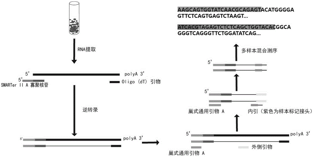 Method for simultaneously detecting multiple trace sample TCR (T cell receptor) repertoires