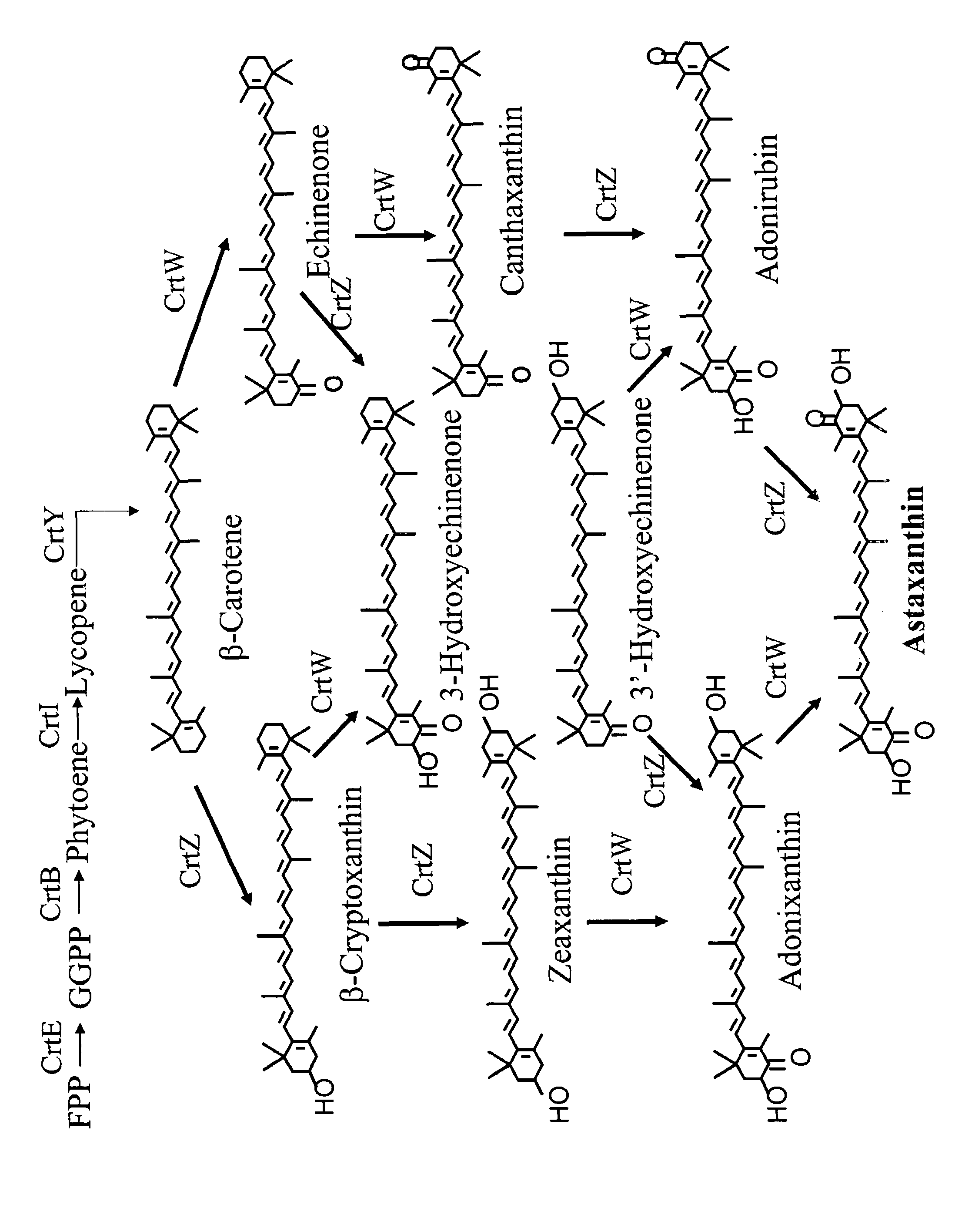 Mutant carotenoid ketolases