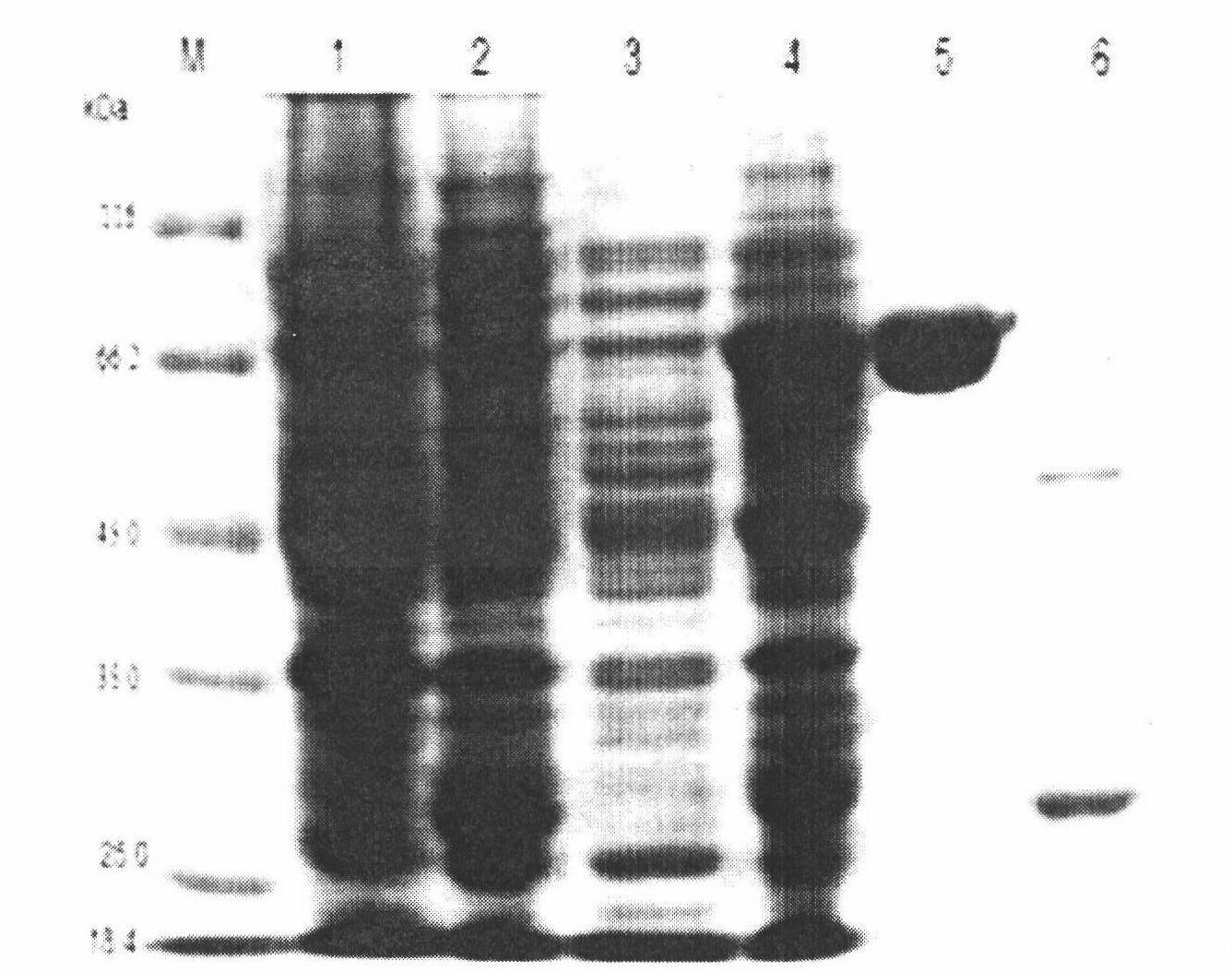 Thermophilic alkali-resistant xylanase recombinant engineering bacterium BL21-XA and application thereof