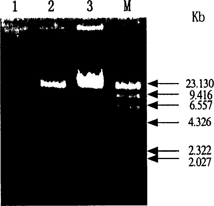 Conversion for Agrobacterium tumefaciens mediated plasmid to parietal sporamycin