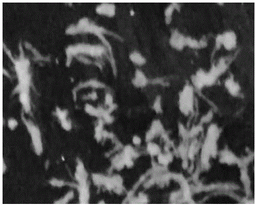 Method for intensively inducing aerobic sludge granulation by means of humic acid