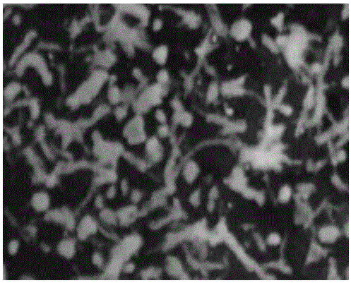 Method for intensively inducing aerobic sludge granulation by means of humic acid