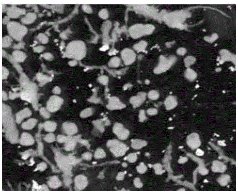 Method for intensively inducing aerobic sludge granulation by means of humic acid