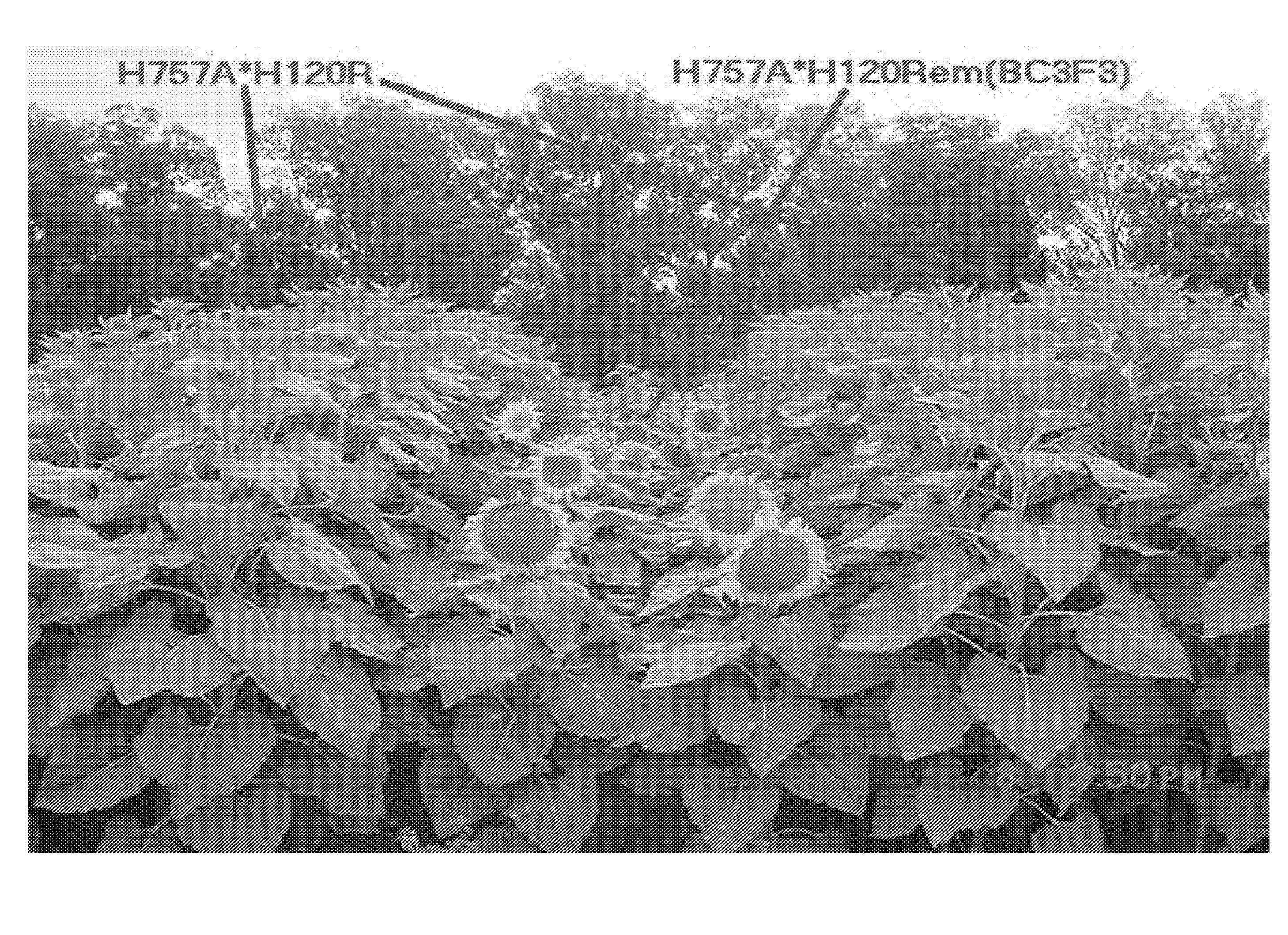 Dominant earliness mutation and gene in sunflower (helianthus annuus)