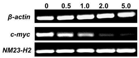 A 7-position fluorine-substituted isaindigotone derivative and its preparation method and application in the preparation of anticancer drugs