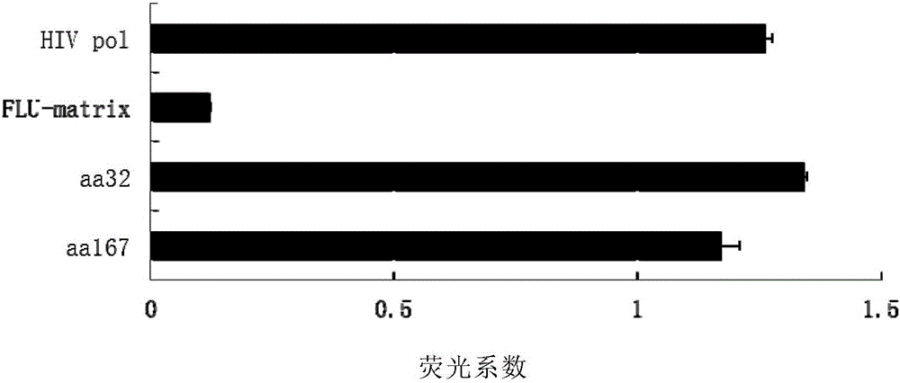 Antigen epitope peptide and application thereof