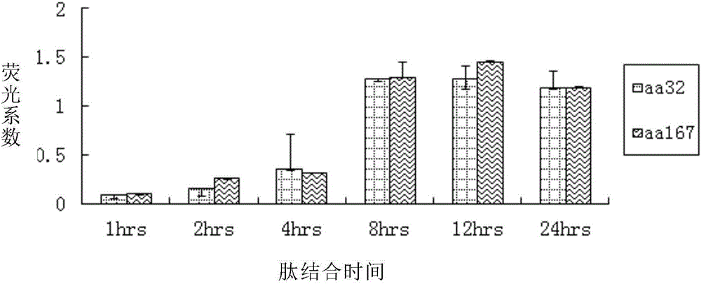 Antigen epitope peptide and application thereof