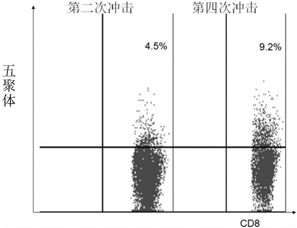 Antigen epitope peptide and application thereof