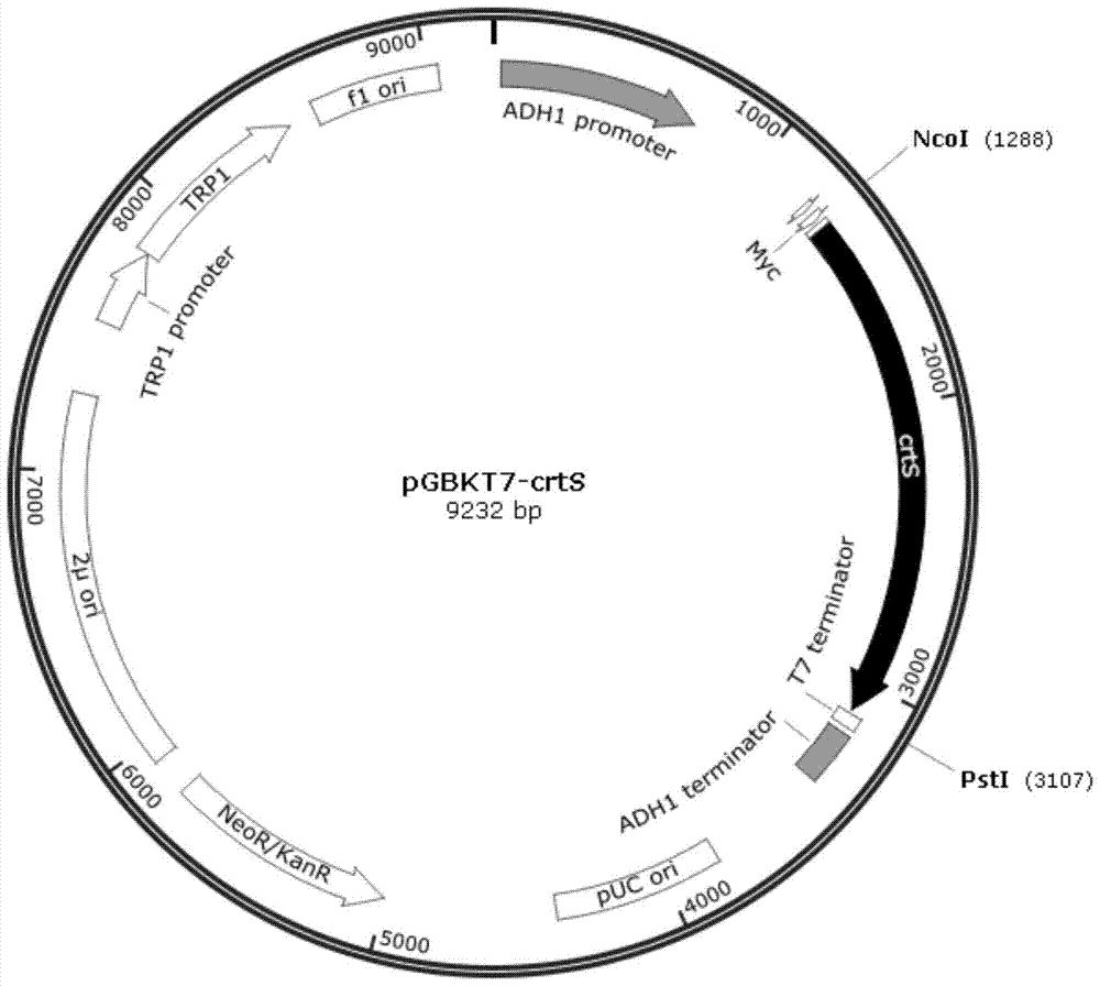 A Phaffia strain that efficiently overexpresses endogenous astaxanthin synthase gene