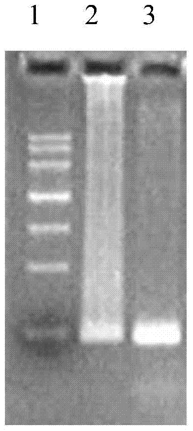 A Phaffia strain that efficiently overexpresses endogenous astaxanthin synthase gene