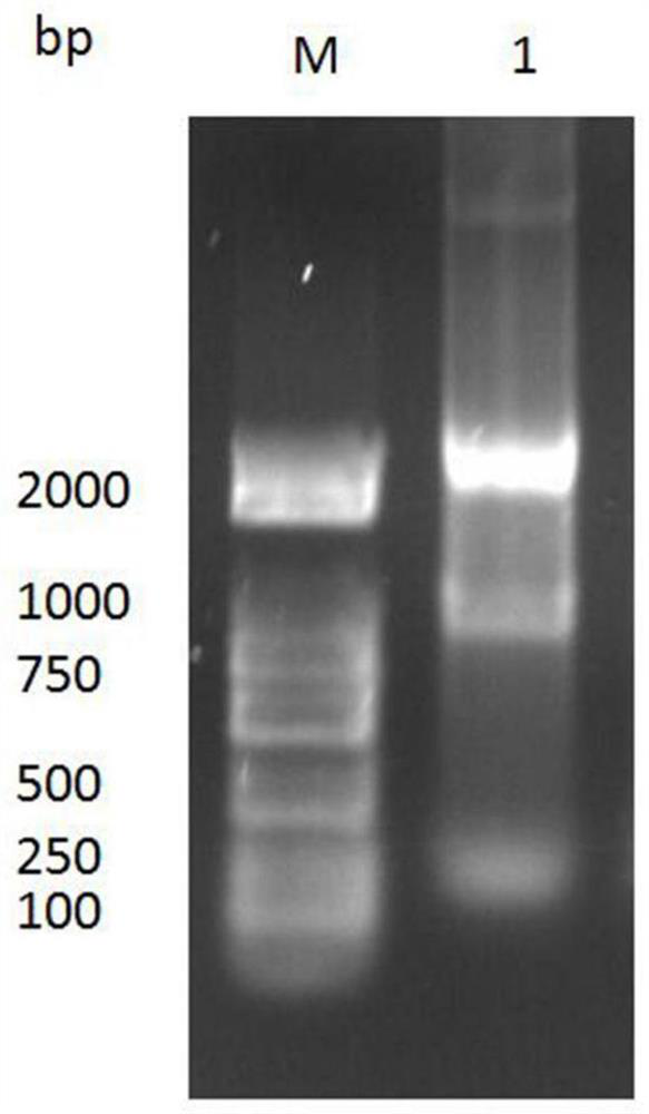 Anti-HE4 nanobody 1G8 and application thereof