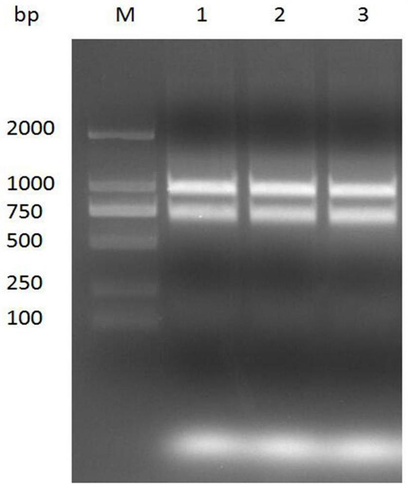 Anti-HE4 nanobody 1G8 and application thereof