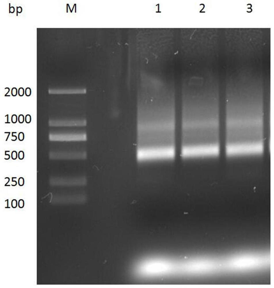 Anti-HE4 nanobody 1G8 and application thereof