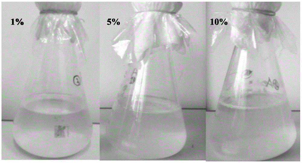 Mixed flora microbial preparation and its application in treating wastewater containing nitrate nitrogen