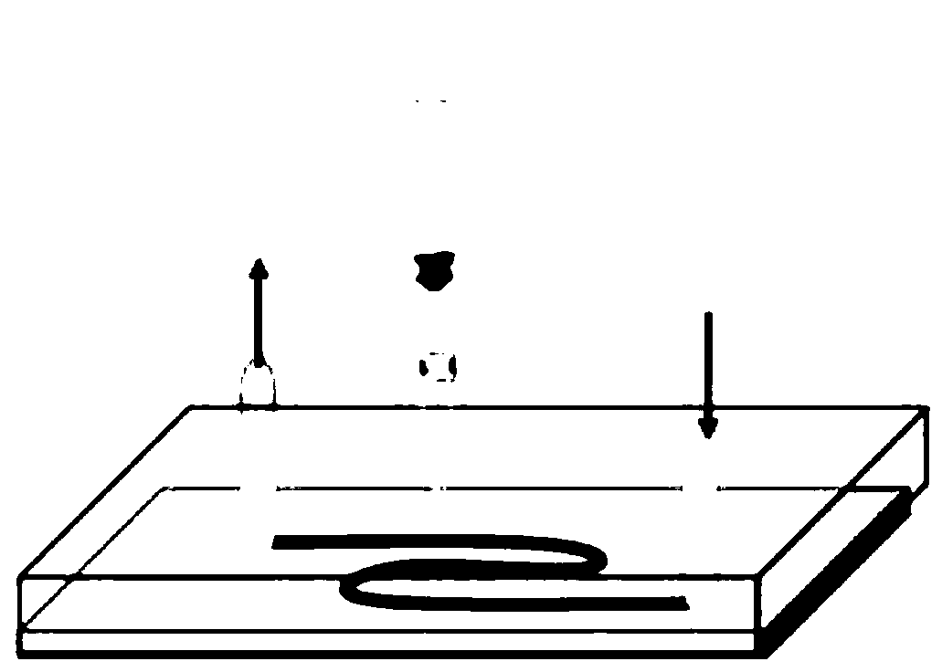 Full liquid phase organ chip and preparation method thereof