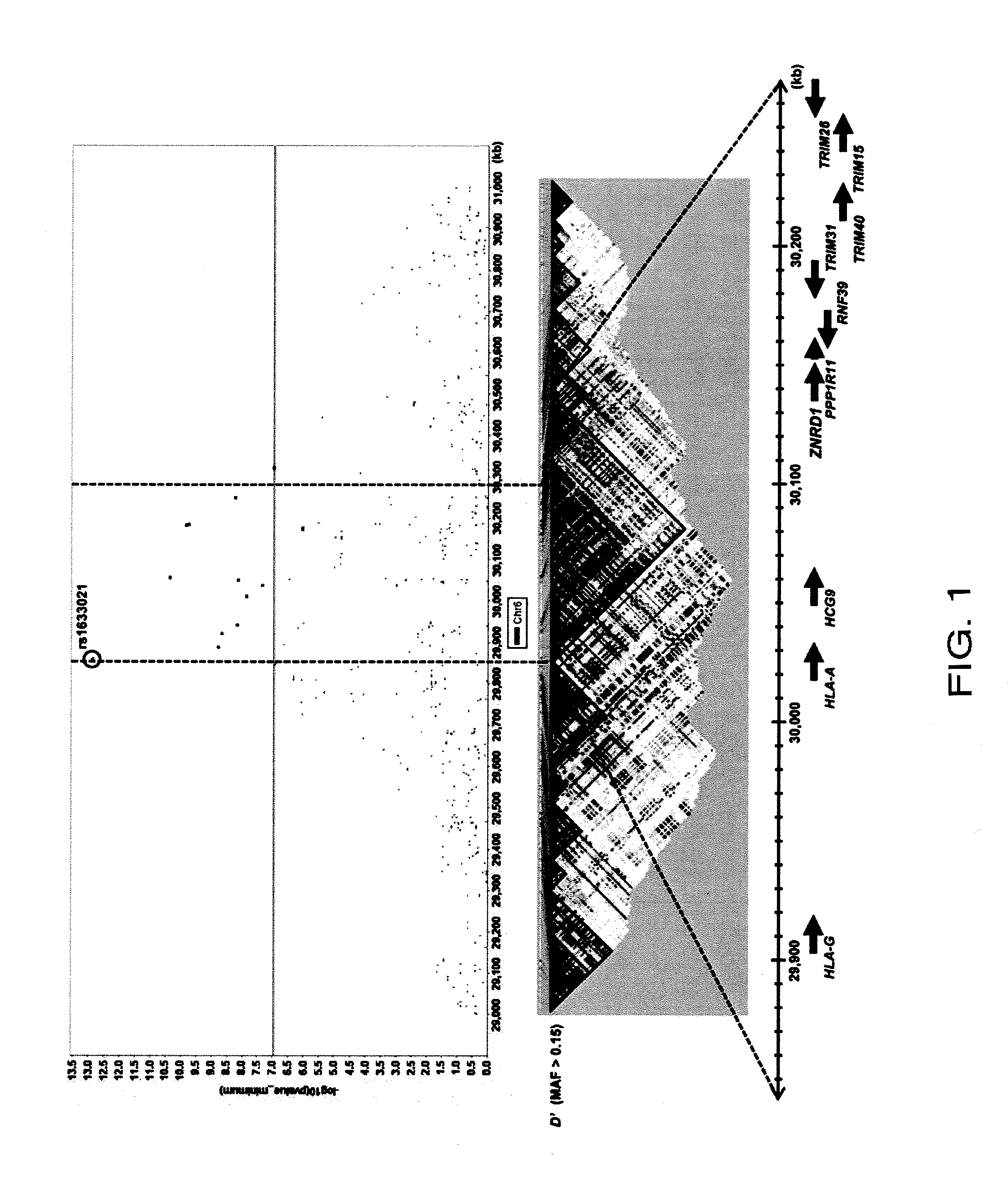 Method for diagnosing drug eruption risk induced by antiepileptic drug based on single nucleotide polymorphism in 21.33 region of short arm of chromosome 6