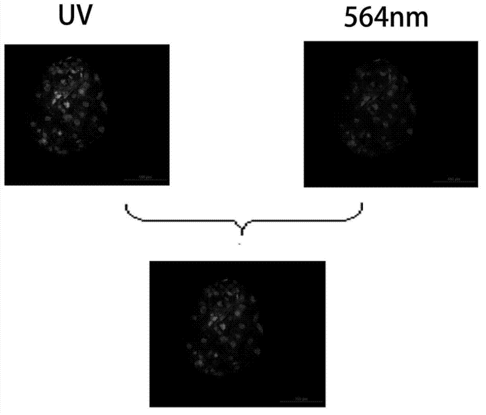 Simple and rapid pig blastaea differential dyeing method