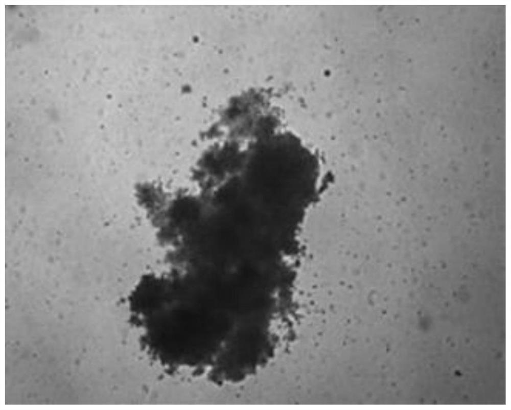 A method for separating and purifying hematopoietic stem cells derived from umbilical cord blood and placenta