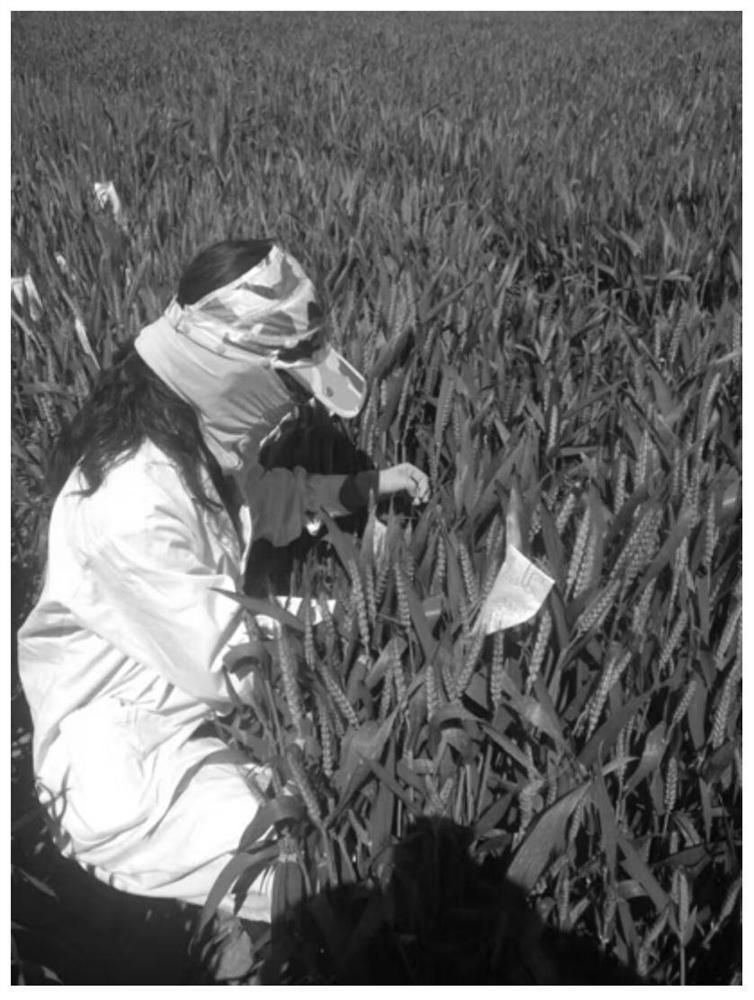 A method of improving the efficiency of artificial hybridization of wheat in Huanghuaihai wheat region by using greenhouse