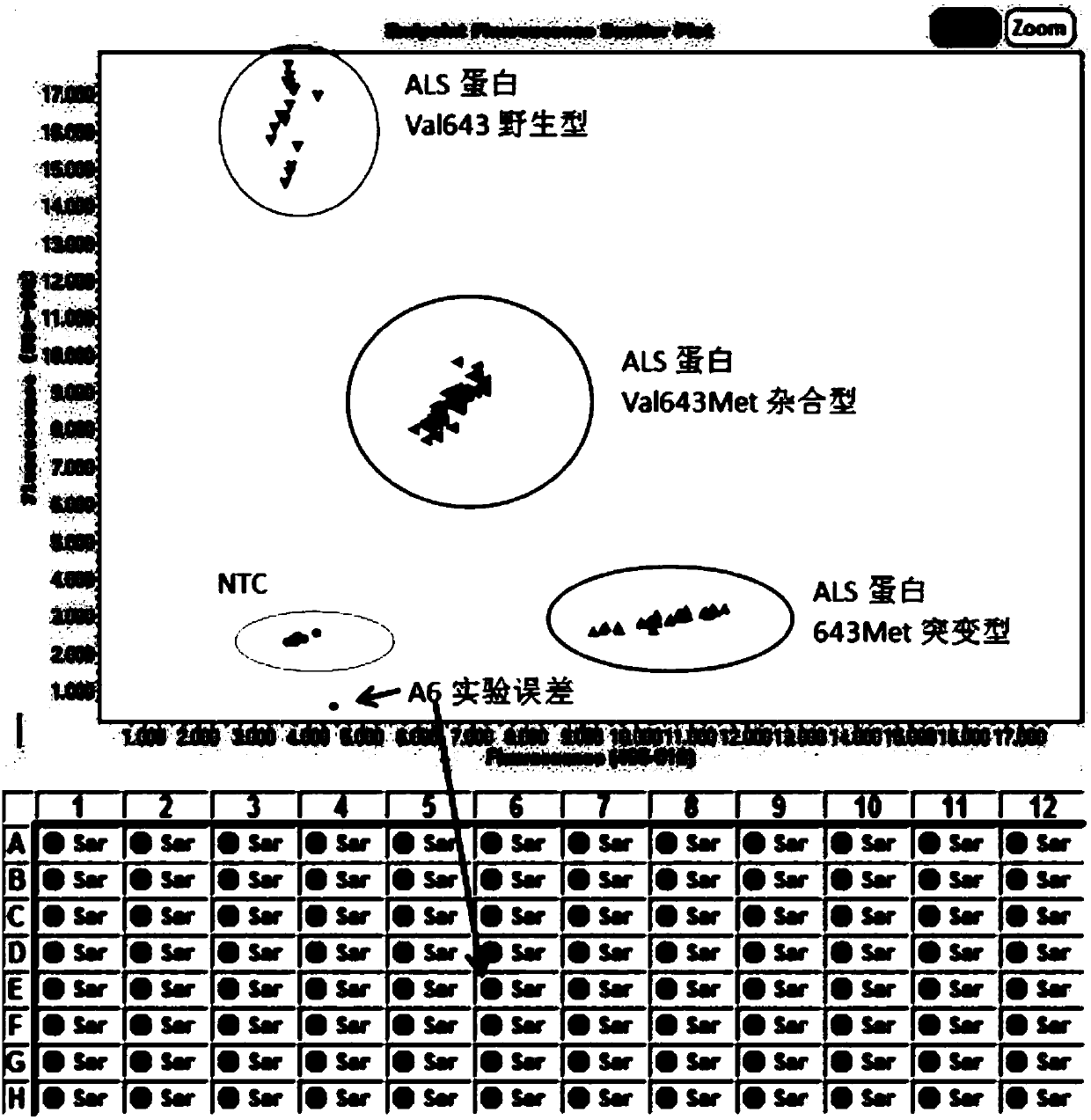 KASP marker primers for detecting SNP mutations in rice ALS genes and application thereof