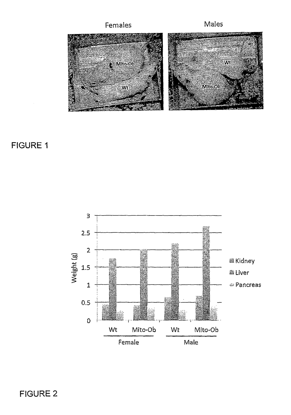 Mito-Ob: a transgenic mouse model for obesity