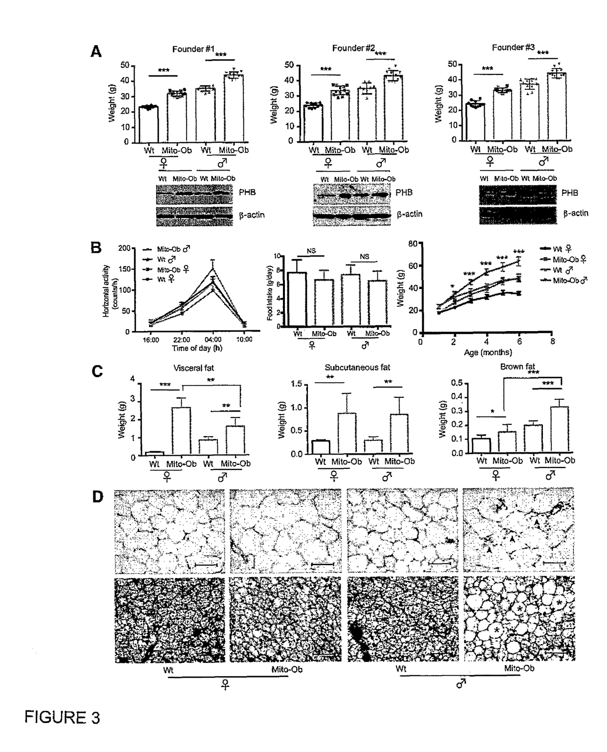 Mito-Ob: a transgenic mouse model for obesity