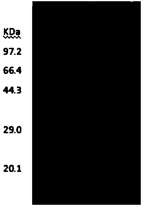 Alfalfa trypsin inhibitor MT-mth2-89i19 as well as encoding gene and application thereof