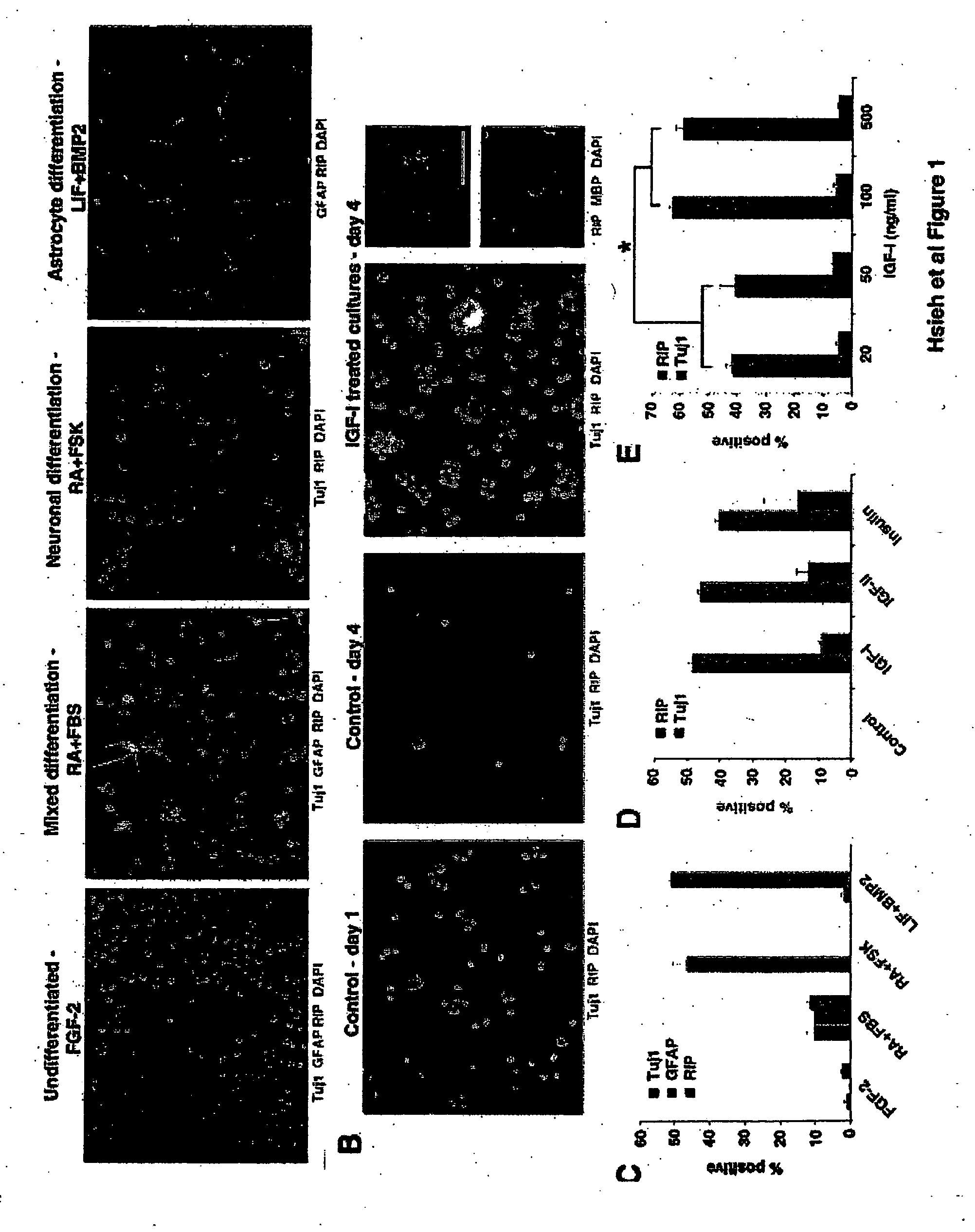 IGF-1 instructs multipotent adult CNS neural stem cells to an oligodendroglial lineage