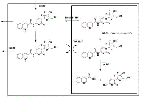 Gemcitabine chemical transfer prodrug, preparation method and applications thereof